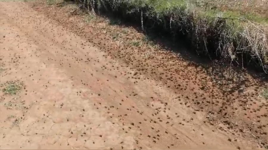 Çiftçilerin korkulu rüyası olan çekirgeler tarım arazilerine zarar veriyor