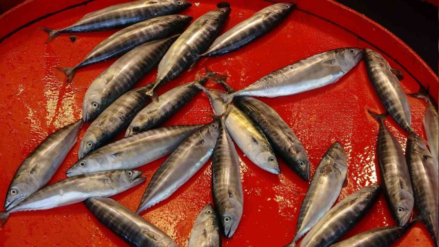 Çingene palamudu şimdiden tezgahlarda