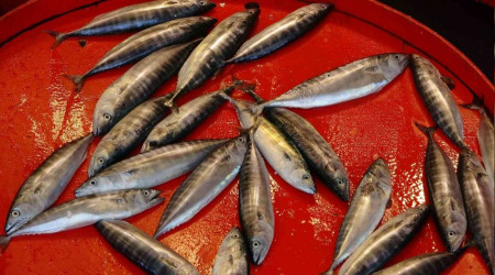 Çingene palamudu şimdiden tezgahlarda