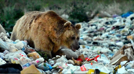 Çöplükten beslenen ayılar obez oluyor!