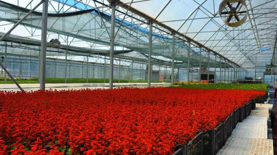 ��pten elde edilen elektrikle �i�ek �retiliyor