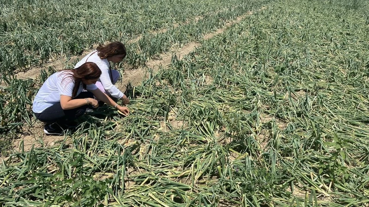 Çorum'da sağanak ve dolu 73 köydeki ekili arazilere zarar verdi