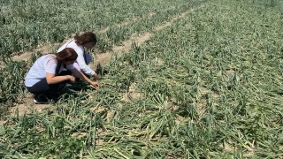 Çorum'da sağanak ve dolu 73 köydeki ekili arazilere zarar verdi