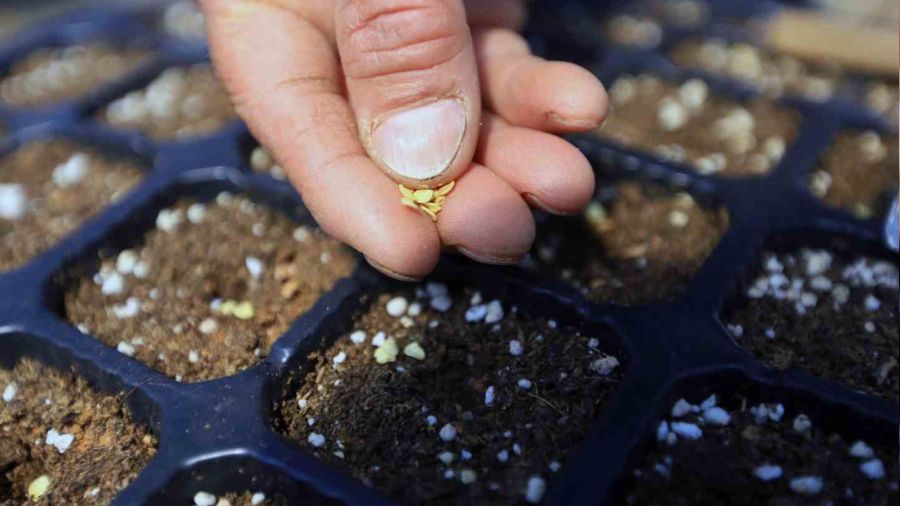 Cumhuriyet'in 100. yılında 1 Milyon yerel tohum dağıtılacak