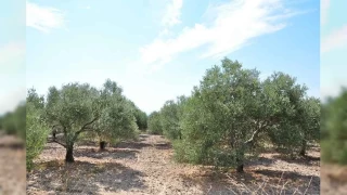 Dantay'dan zeytinlikleri koruyan karar