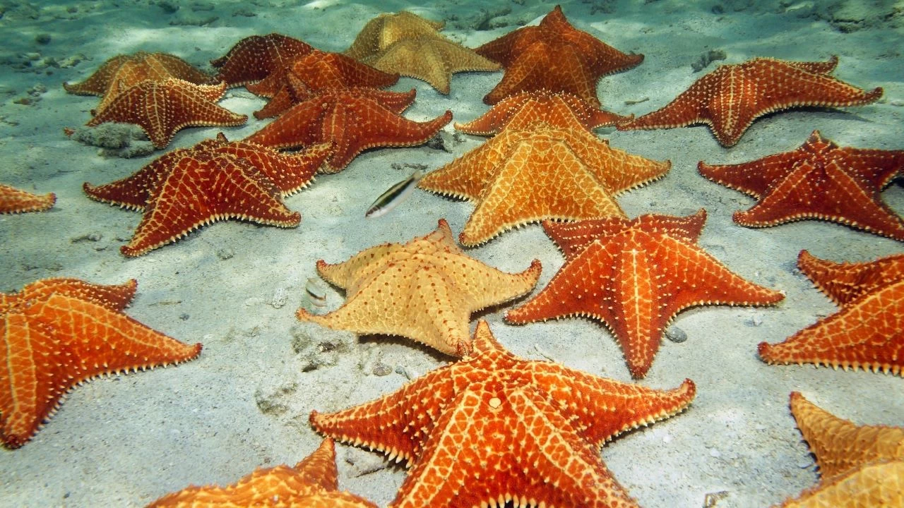 Deniz yıldızlarının gizemli dünyasını keşfedin