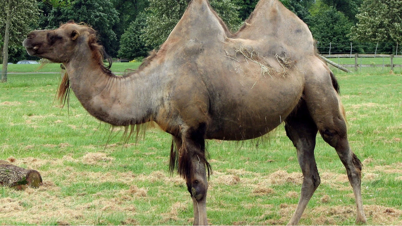 Develerin hörgüçleri, suyla mı doludur? İşte gerçek...