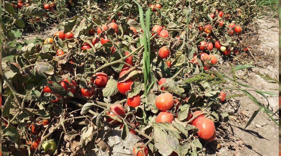 Domatesi vir�s vurdu  