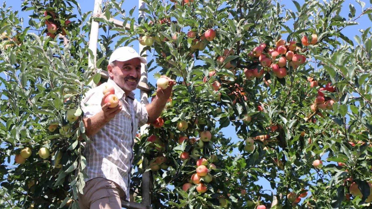 Don, bu çiftçinin elmalarını vuramadı: 80 ton rekolte bekliyor