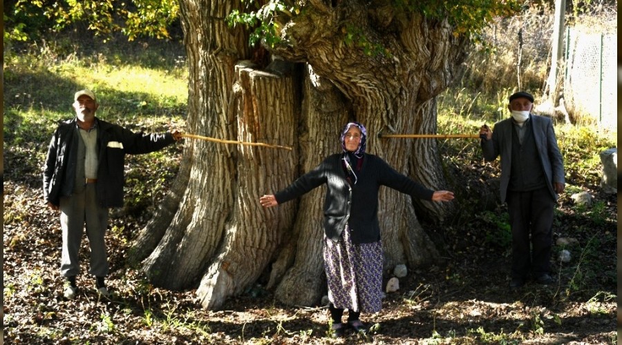 Dünyanın en yaşlı armut ağacı Artvin'de
