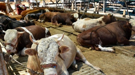 Düzce'den 3.6 milyon hayvan gönderildi