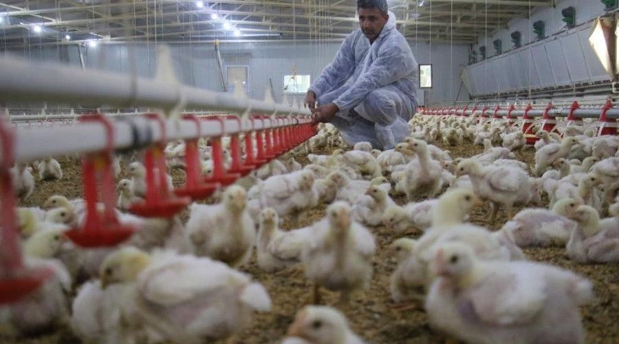Düzce'den 895 bin 650 adet kanatlı hayvan sevkiyatı yapıldı