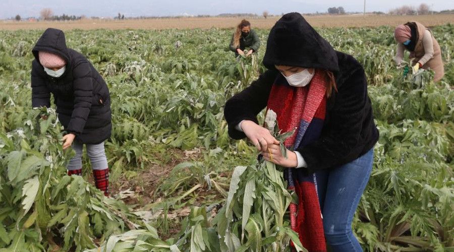Efeler'in enginarlarına özenli bakım