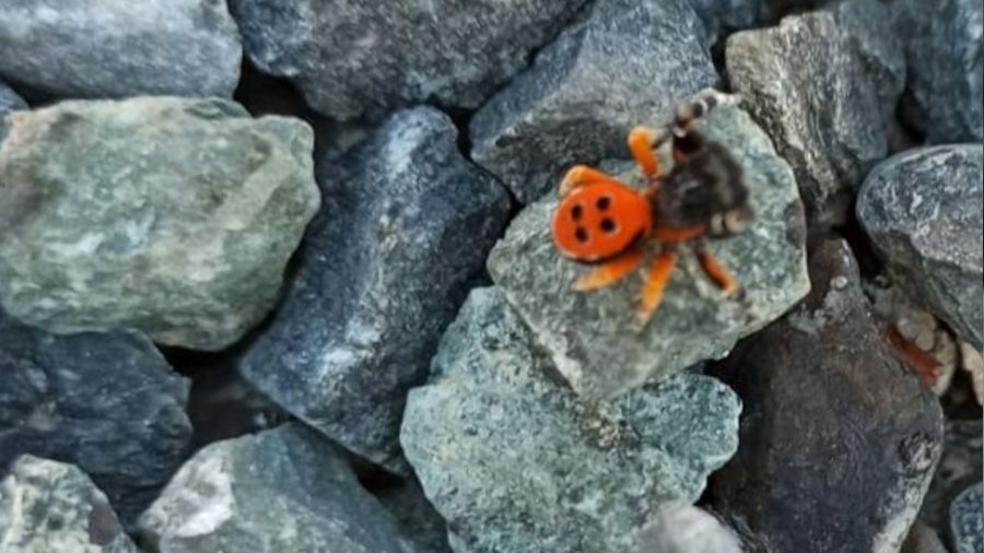 Elazığ'da zehirli uğur böceği görüntülendi