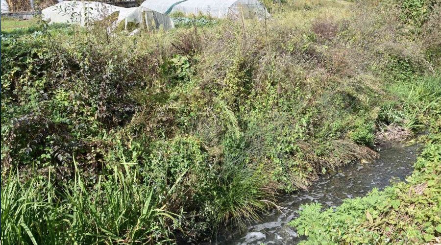 Fabrikalardan dereye sal�nan kimyasal at�klar mahalledeki seralar� kuruttu