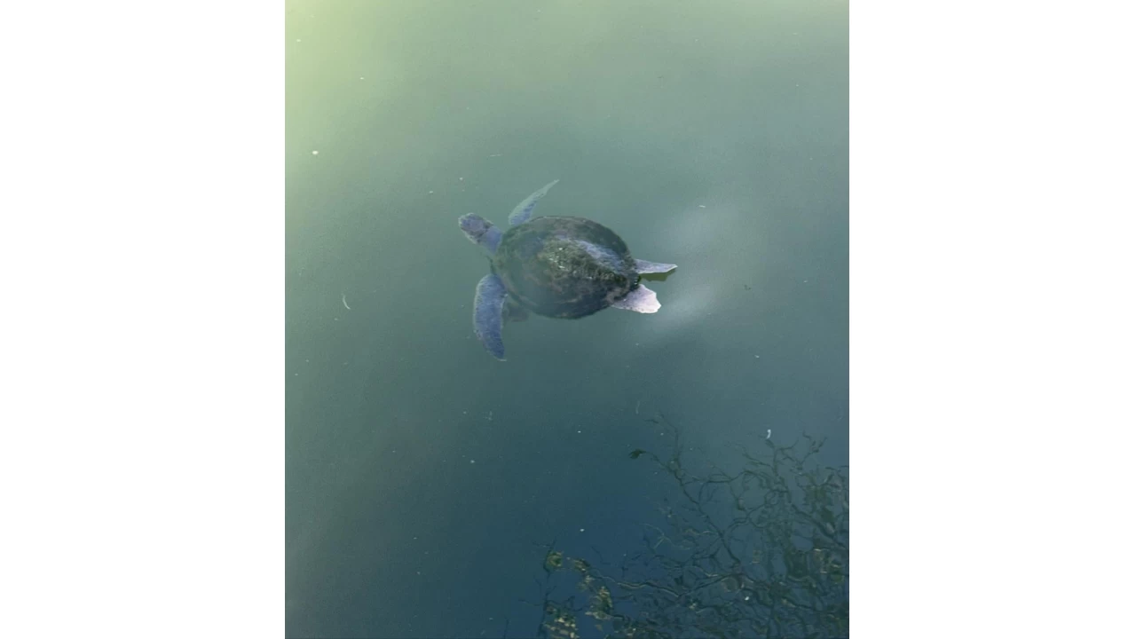 Fethiye'de misinaya dolanan caretta caretta kurtar�ld�