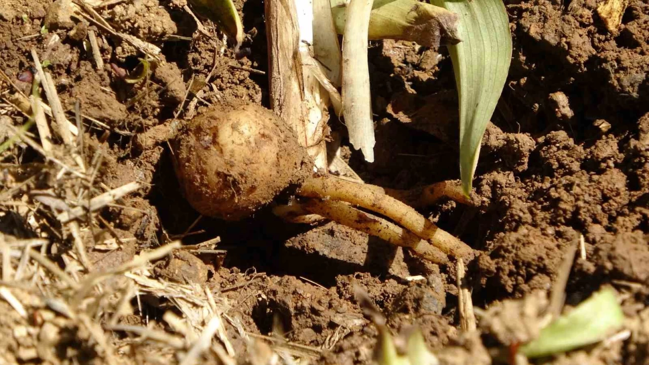 F�nd��a ve �aya alternatif oldu: Kilosu bin 500 TL'den sat�l�yor