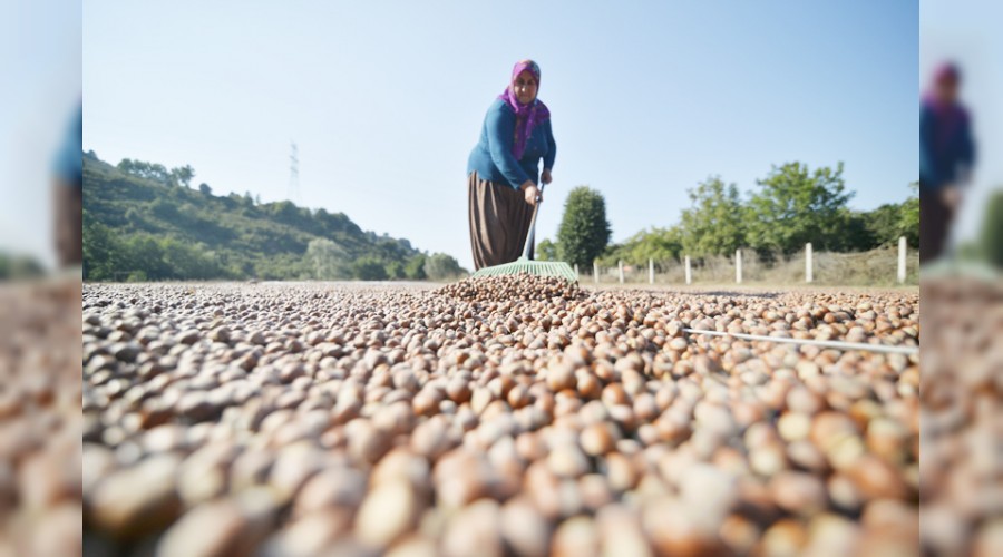 F�nd�k ihracat�nda hedef 290 bin ton