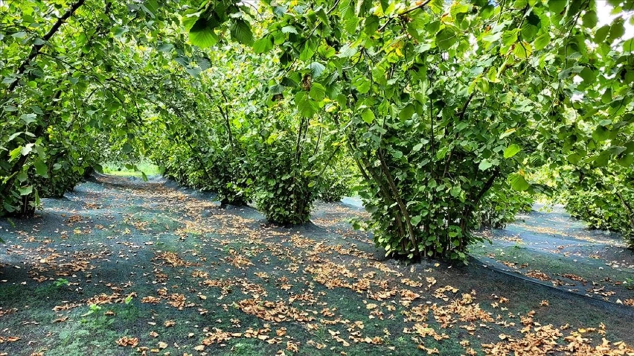 F�nd�k �reticileri "hasat filesi" ile maliyeti azalt�yor