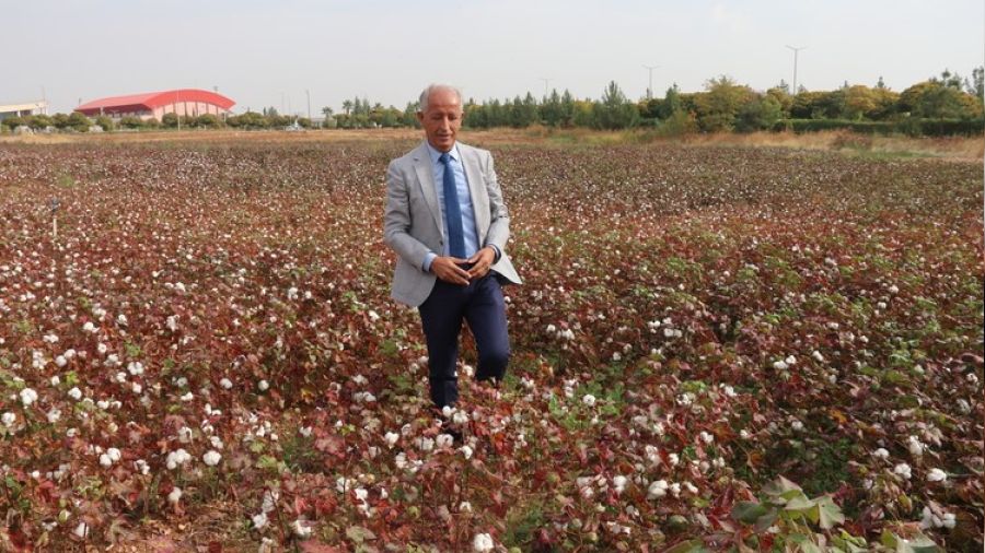 GAP ile topraklar bereketlendi