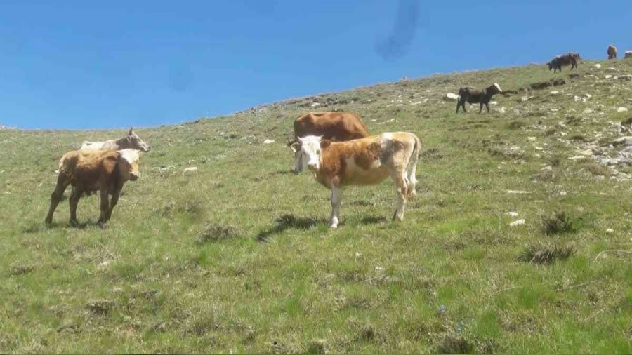 Geva�'ta 15 b�y�kba� hayvan kayboldu