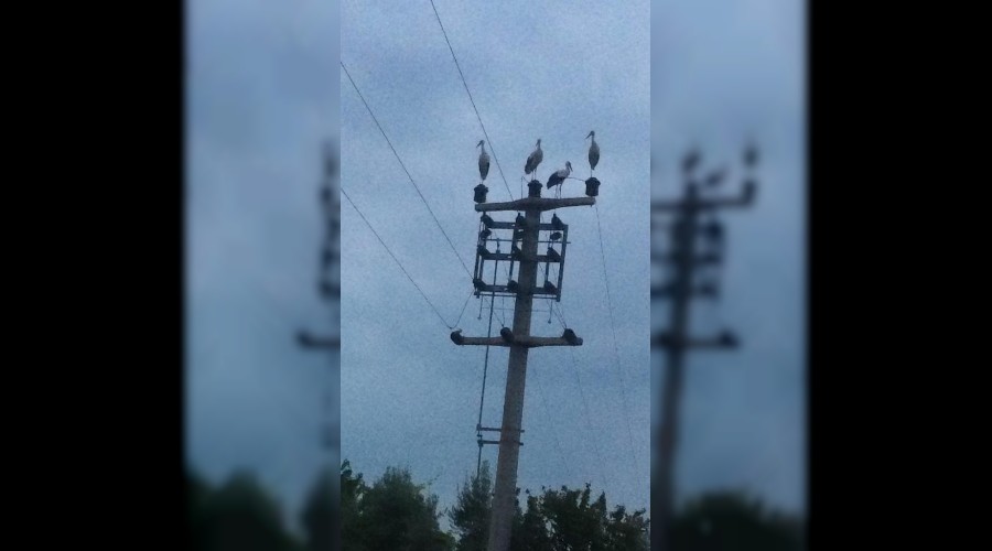Göç eden leylekler için elektrikler kesildi