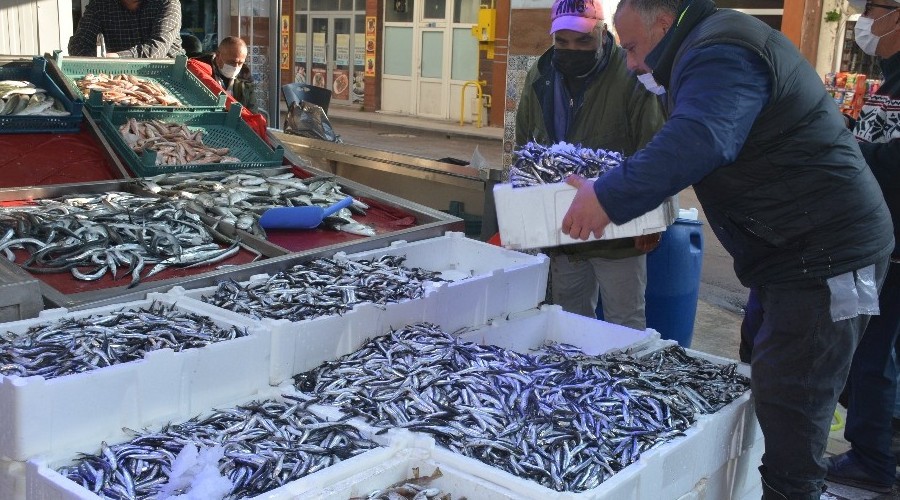Hamsi fiyatları asansör gibi