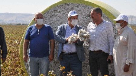 Harran Ovası'nda pamuğun altın yılı