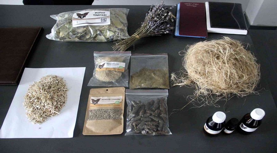Hasat edilen kenevirler ürüne dönüştü