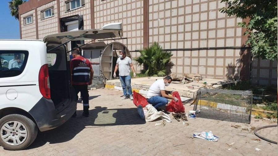 Hatay'da ldrlen yavru kpekler iin su duyurusu