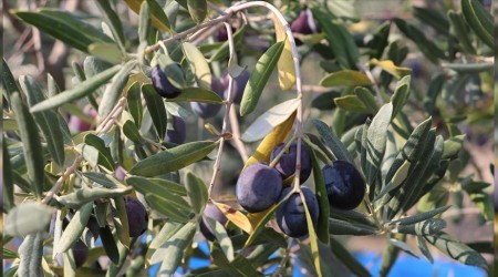 Hatay'da zeytin verimi azaldı
