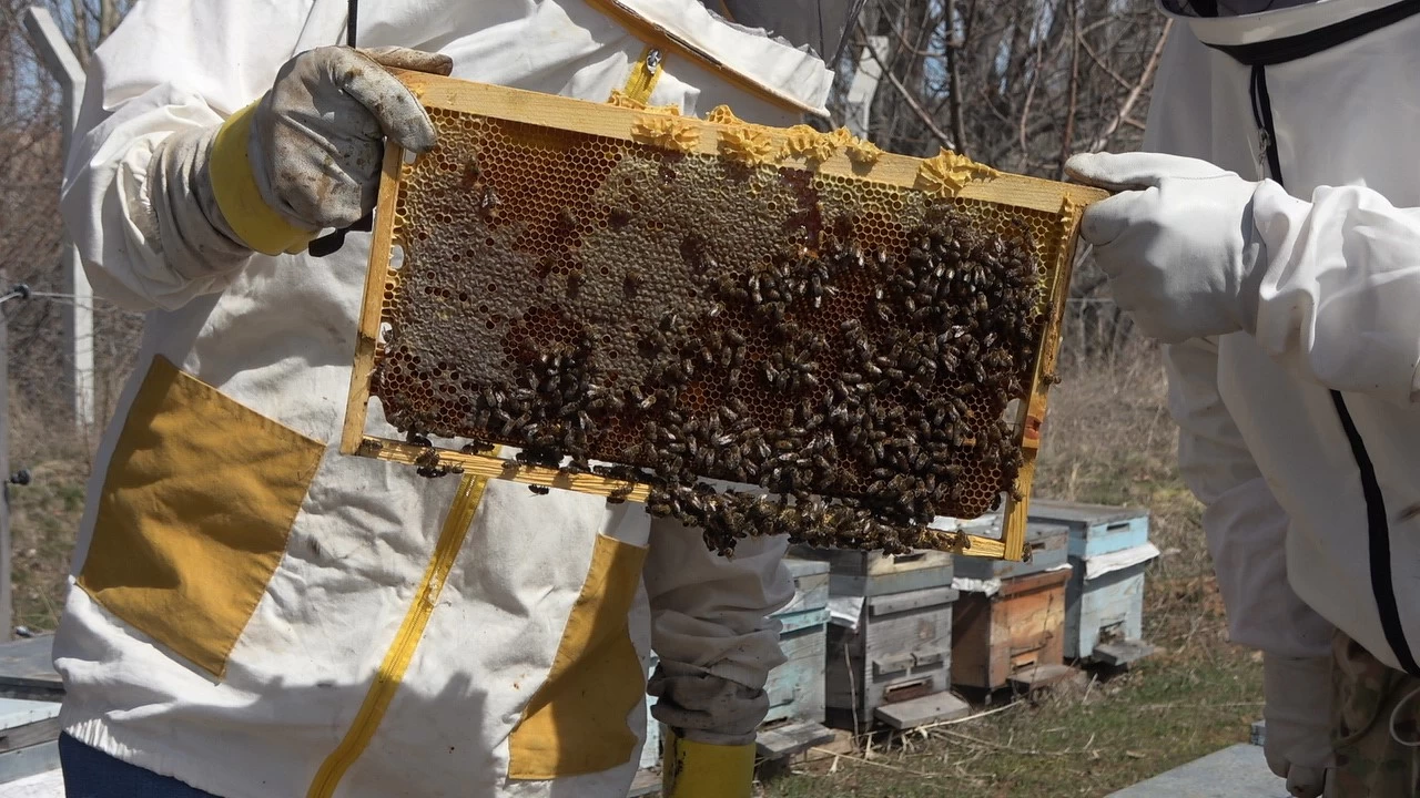 Her şey çocuklarına organik bal yedirmek isteyince başladı