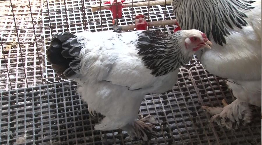 Hiçbir şey onu tavuk koleksiyonu inadından vazgeçiremedi