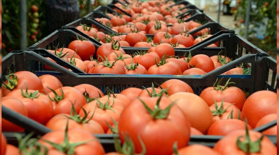 Hindistan'a yaş sebze meyve ihracatı 120 kat arttı