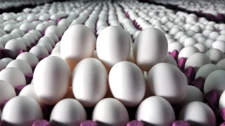 Hükümetten yumurta ihracatına kısıtlama
