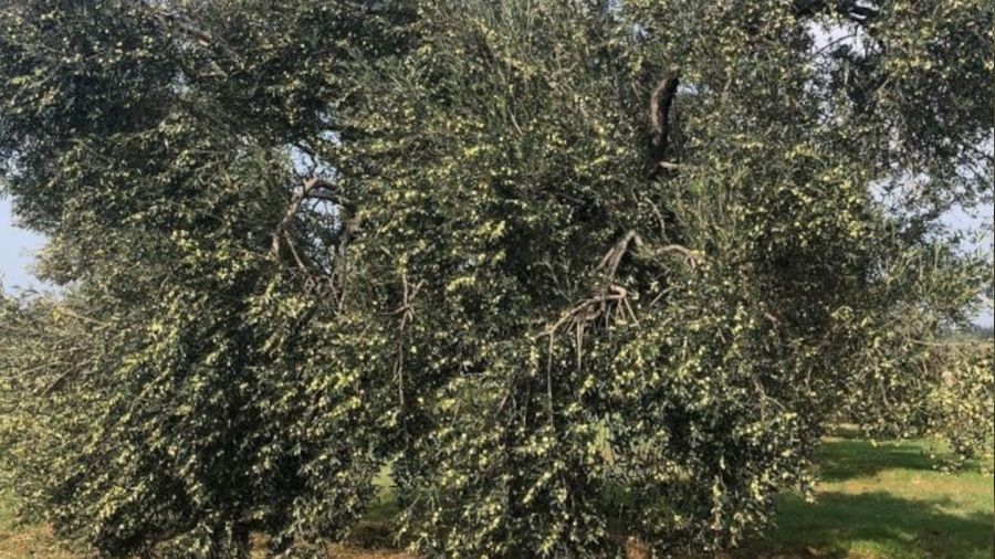 İklim krizi zeytin hasadını vurdu