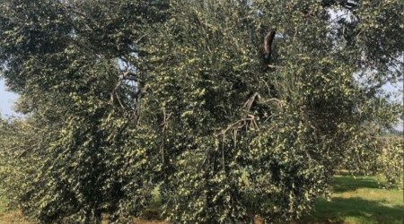 İklim krizi zeytin hasadını vurdu