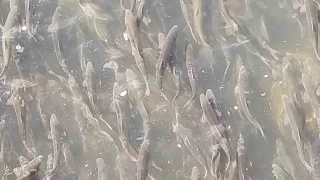 nci kefalinin tersine g su altndan grntlendi