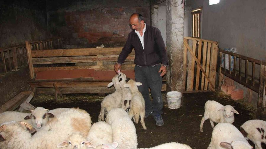 İnternetten koyun satmaya kalkınca dolandırıldı