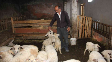İnternetten koyun satmaya kalkınca dolandırıldı