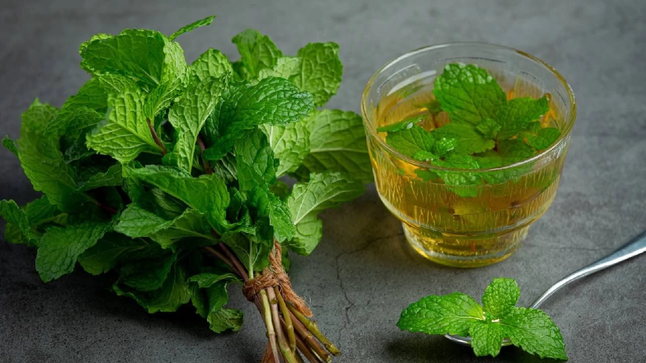 Isırgan otu pek çok derde deva oluyor