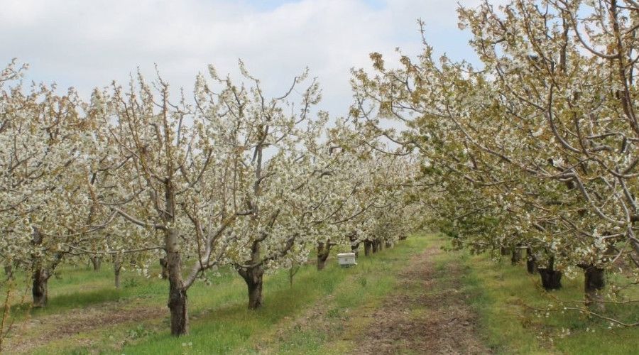 Isparta'da kiraz bah�eleri bu y�l da bo� kald�