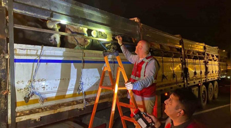 İstanbul'a kurbanlık hayvan girişleri başladı