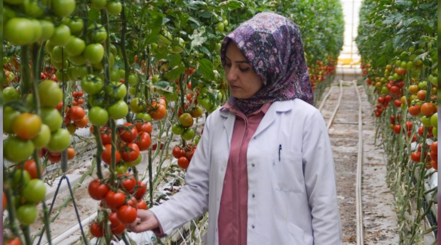 Jeotermal kaynakl seralar kadnlara ekmek kaps oluyor