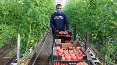 Jeotermal serada yılda bin ton domates üretiliyor