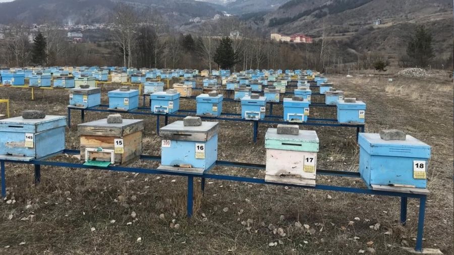 Kafkas arıları 'mesailerine' başladı