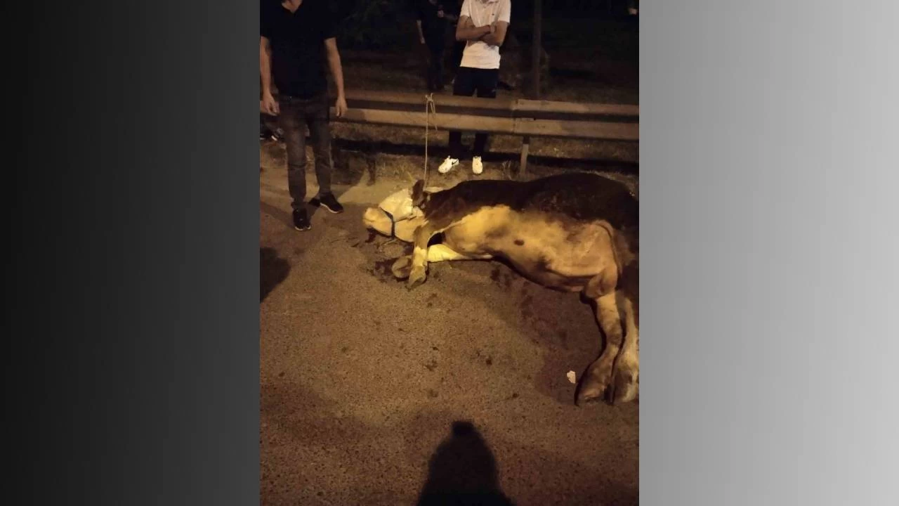 Kamyonetten yola atlayan kurbanl�k danan�n aya�� k�r�ld�