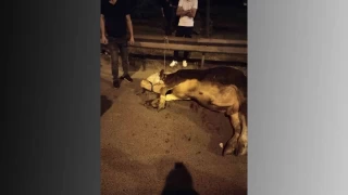 Kamyonetten yola atlayan kurbanlk danann aya krld