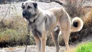 Kangal köpeklerinin şanı tüm dünyaya yayıldı
