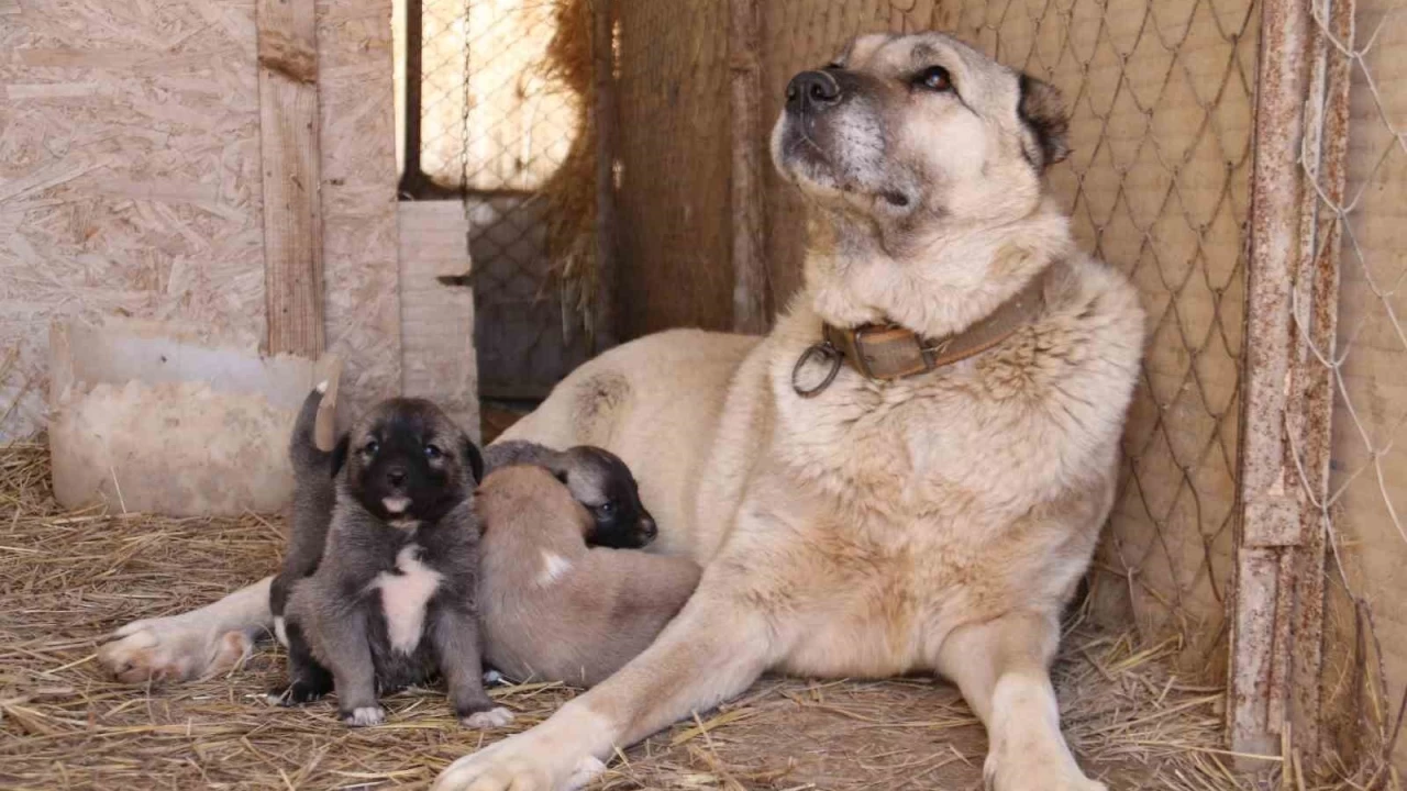 Kangalların kurt yavrusuna yaptığı şaşırtıyor